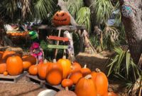 Pumpkin Patch Perfection