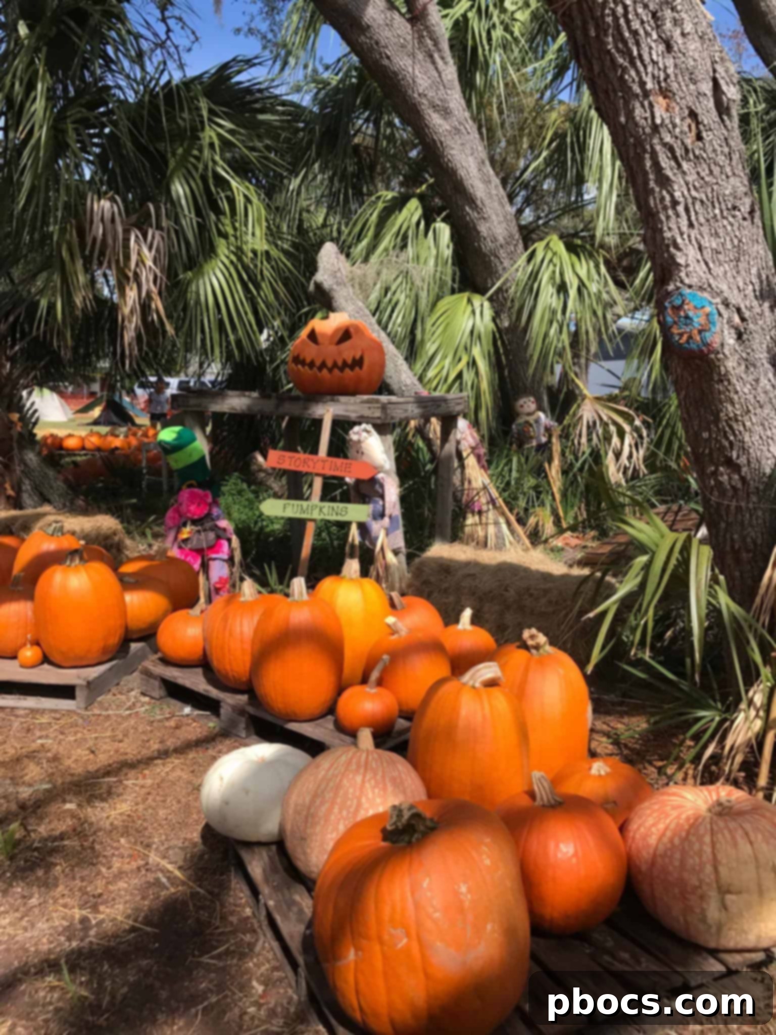 Pumpkin Patch Perfection 1 featured 7858