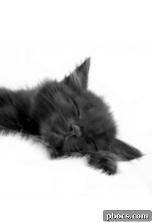 Cute cat looking cozy, a perfect pick-me-up for a tough day