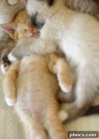 Fluffy cat curled up, finding comfort on a challenging Monday