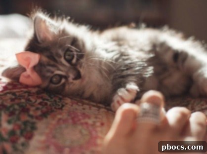 Cat with an amusing expression, bringing joy on a chaotic Monday