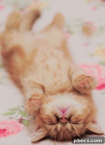 Playful cat, a reminder to find simple pleasures on a Manic Monday