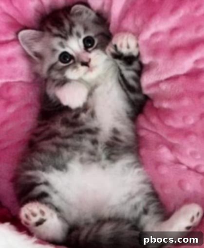 Relaxed cat enjoying a moment of peace, ideal for deflecting Monday stress