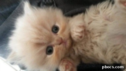 Curious cat peering out, a bright spot in a dreary Monday morning