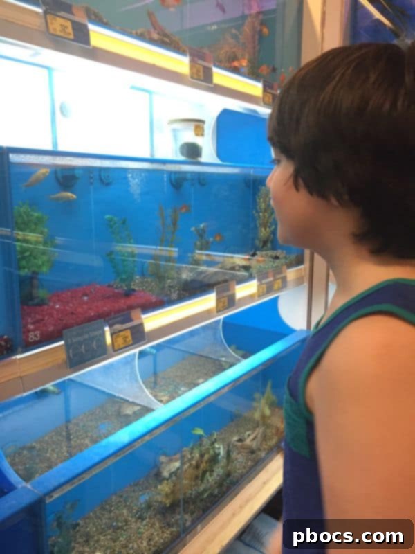 Robert's First PetSmart Pal 2 Robert's First Pet Fish From PetSmart