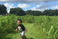 Fox Squirrel’s Autumn Corn Adventure