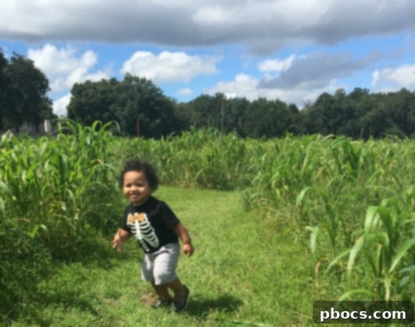 Fox Squirrel's Autumn Corn Adventure 2 Fox Squirrel Corn Maze Entrance
