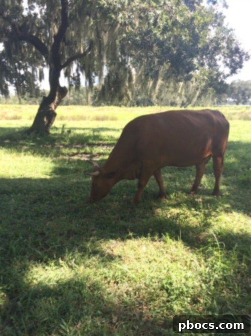 Fox Squirrel's Autumn Corn Adventure 11 Smiling children at the maze