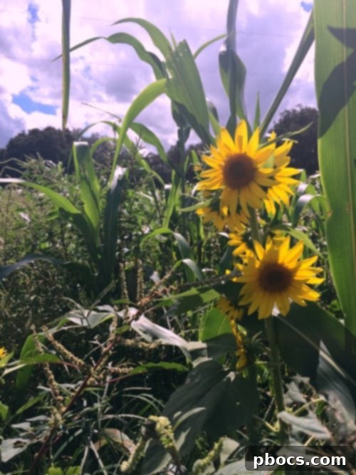Fox Squirrel's Autumn Corn Adventure 3 Family at Fox Squirrel Corn Maze