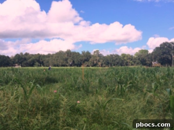 Fox Squirrel's Autumn Corn Adventure 9 Cotton candy at Fox Squirrel Corn Maze
