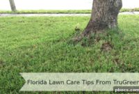 Achieve a Perfect Florida Lawn with TruGreen’s Expert Tips
