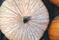 Saturday Pumpkin Patch Adventures