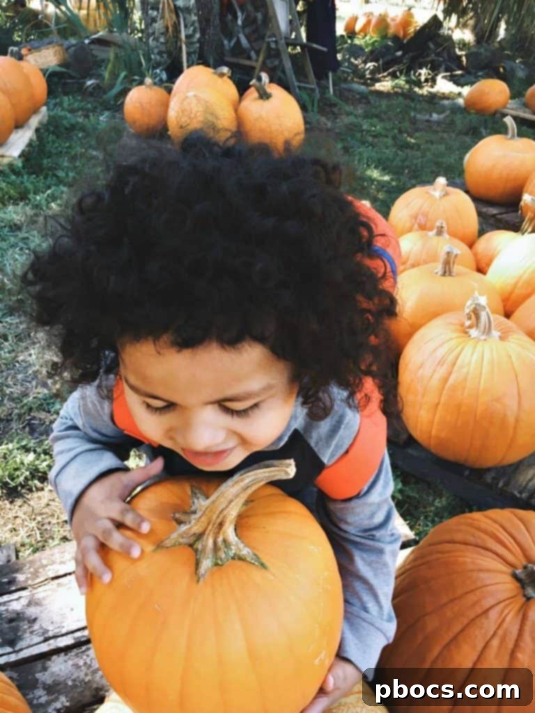 Scenic view of various pumpkins spread across the field under clear skies