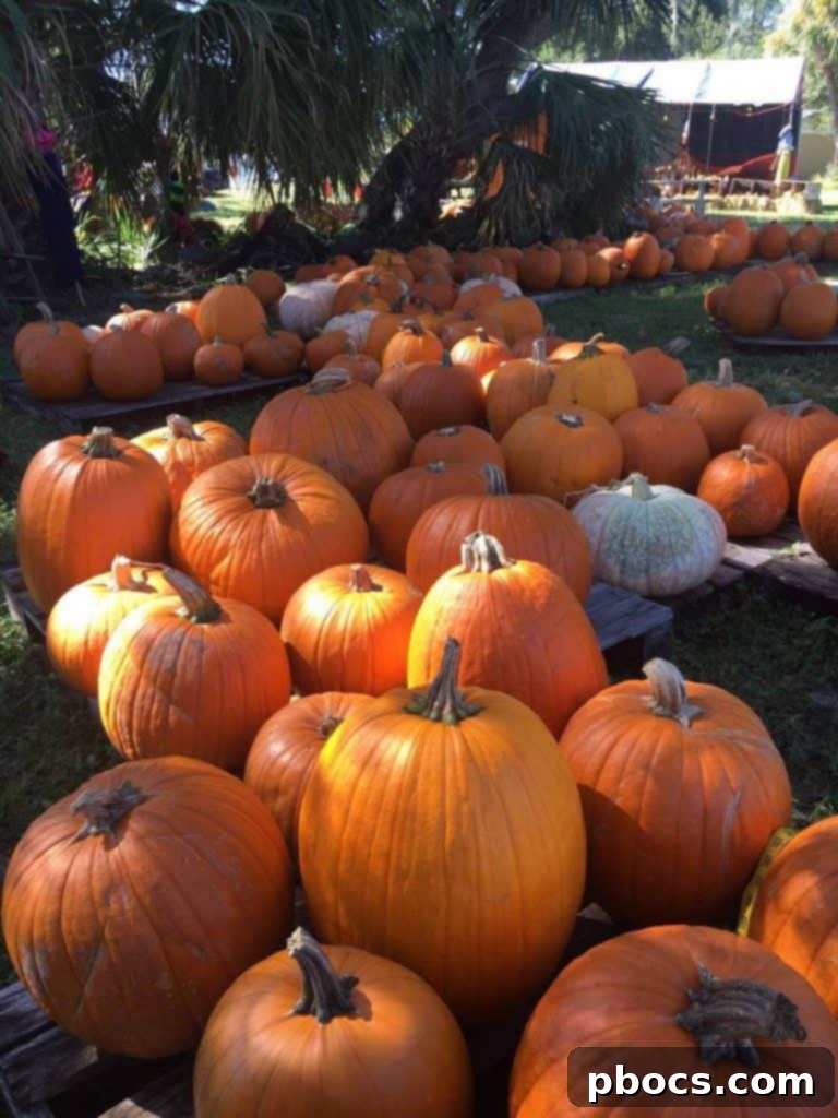 Variety of pumpkins awaiting selection at the festive fall farm