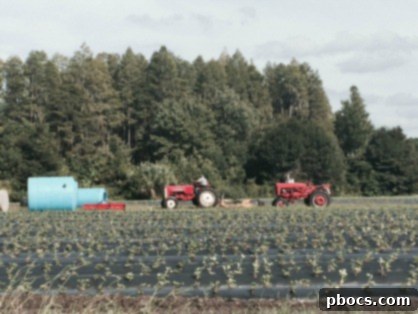 Fresh Produce from Our Family Farm 3 Farm Fresh Fruits & Veggies at The Family Farm
