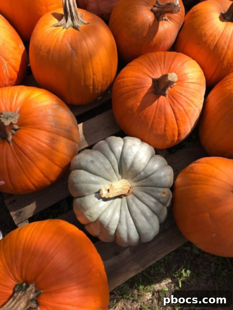 Pumpkin Patch Perfection 4 Olivia, focused and determined, carefully chooses a pumpkin from a large display