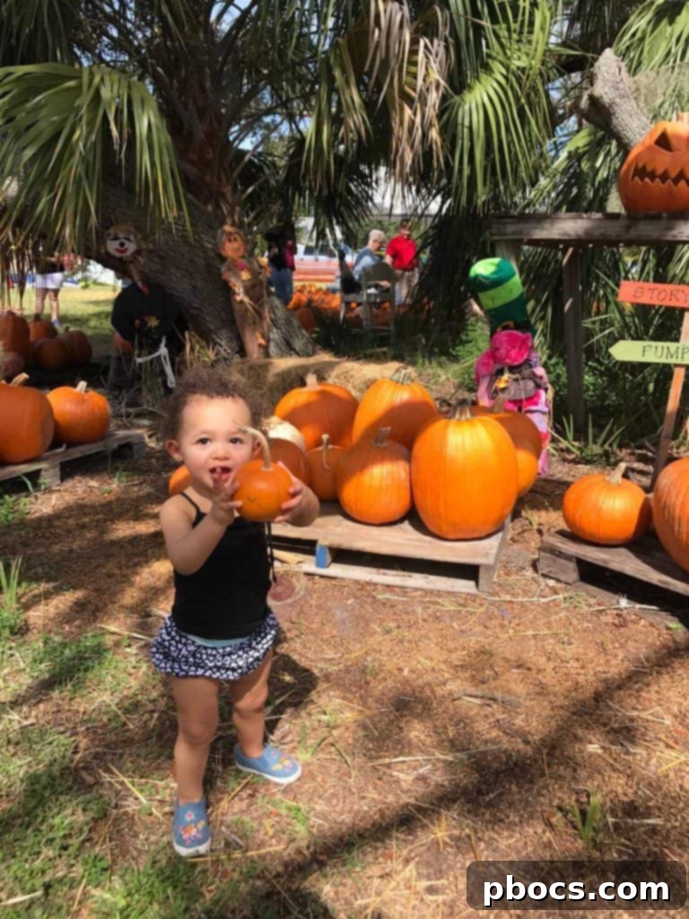 Pumpkin Patch Perfection 6 Joseph and his dad collaborate to carry a very large pumpkin, with Joseph showing great effort