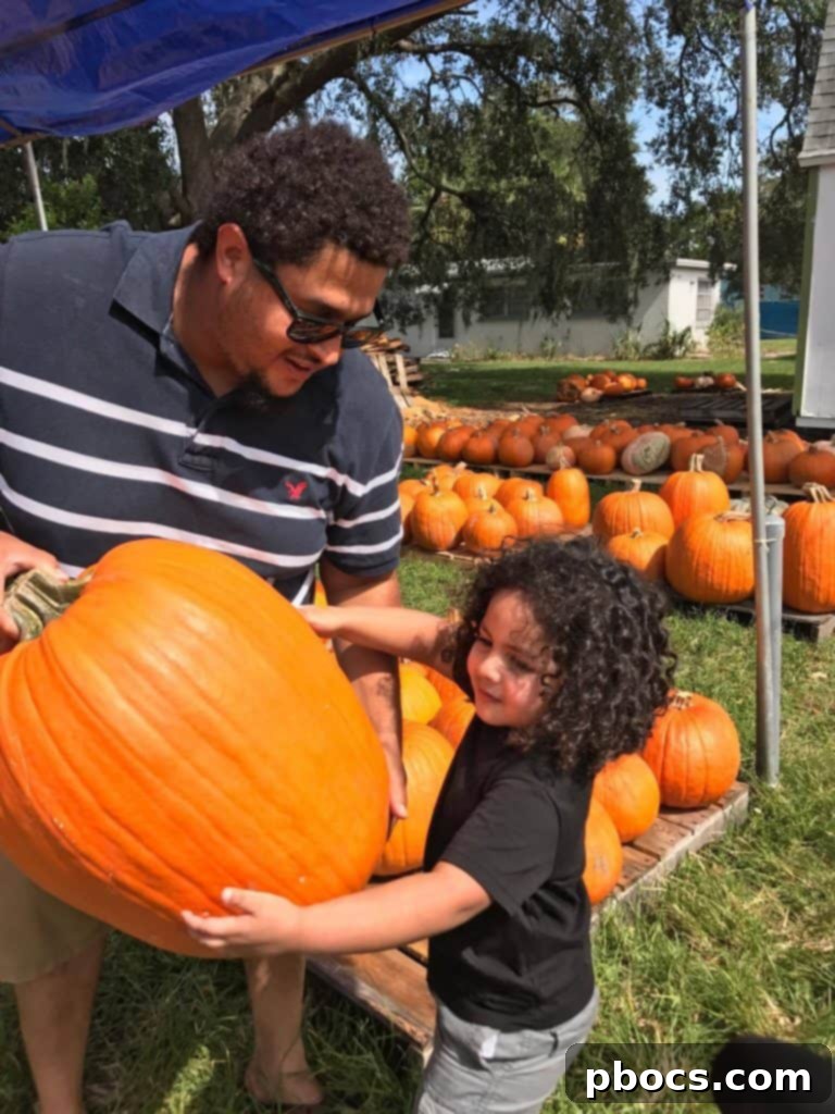 Pumpkin Patch Perfection 7 Baby Lauren in her stroller, surrounded by pumpkins, looking curiously at her first pumpkin patch